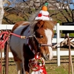 　２０２６年の干支「午」にちなみ、正月らしい飾りを身に着けて写真撮影に臨むポニーの「くう」＝４日午後、千葉県成田市