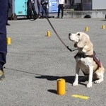 　ヒアリの死骸の入った試験管の前で、「お座り」の姿勢で知らせる台湾の探知犬。茨城県つくば市の国立環境研究所で実証試験を行った＝２０２３年１０月