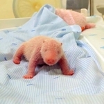 　生まれたパンダの赤ちゃん＝インドネシア・ボゴール（タマン・サファリ・インドネシア提供、共同）