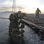 　広島県呉市沖で水揚げされる養殖カキ＝１１月