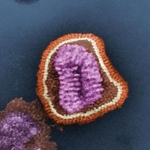 　インフルエンザウイルスの電子顕微鏡写真（米疾病対策センター提供）