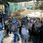 　中国への返還発表後、初の開園日を迎え、ジャイアントパンダを観覧する人たち＝１６日午前、東京・上野動物園