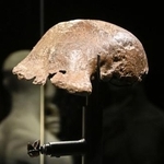 　１７日、返還されたジャワ原人の頭蓋骨など＝ジャカルタ（共同）