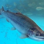 　愛媛県西条市で陸上養殖されたサーモン＝１０月