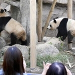 　双子のジャイアントパンダの雄シャオシャオ（右）と雌レイレイ＝２０２４年４月、東京・上野動物園