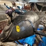 　和歌山県太地町の町立くじらの博物館で、セミクジラの実物大模型を清掃する職員＝１８日