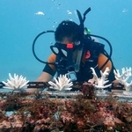 　鹿児島・与論島の海中で人工サンゴを設置する様子＝１０月（関西大提供）