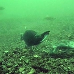 　産卵前に湖底に穴を掘るクニマスのメス＝２日、山梨県富士河口湖町の西湖（同県提供）