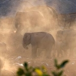 　畑に現れた野生のアジアゾウの群れ＝２０２４年４月、中国・雲南省シーサンパンナ・タイ族自治州（共同）