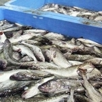 　水揚げされたマダラ
