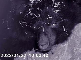 　赤外線カメラに写る冬眠中の雌のクマ「リオ」＝２０２２年（盛岡市動物公園ＺＯＯＭＯ提供）