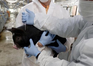 　鹿児島県霧島市で豚熱ワクチンを接種される豚＝２０２３年９月（県提供）