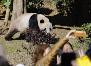 　東京・上野動物園の双子のジャイアントパンダ、雄シャオシャオ＝２０２５年１２月