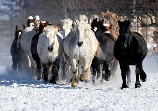 　冬季の運動不足解消や難産防止のため雪上を走る重種馬たち＝２３日午前、北海道音更町