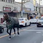 　川崎市多摩区の路上を走る、明治大馬術部が管理する馬＝５日午前（ｕｓａｐｏｍ）