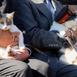 　和歌山電鉄の貴志川線貴志駅３代目猫駅長に就任した「よんたま」（右）。左は「ろくたま」＝７日午前、和歌山県紀の川市