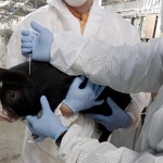 　鹿児島県霧島市で豚熱ワクチンを接種される豚＝２０２３年９月（県提供）