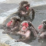 　北海道・函館市熱帯植物園で温泉に漬かるニホンザル＝１４日午前