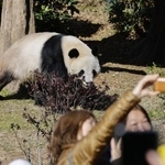 　東京・上野動物園の双子のジャイアントパンダ、雄シャオシャオ＝２０２５年１２月