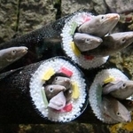 　恵方巻きに見立てた筒から顔をのぞかせるアナゴ＝１９日、仙台市の仙台うみの杜水族館