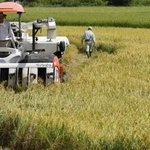 　コメの収穫作業＝２０２５年８月、新潟県三条市