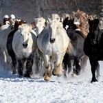 　冬季の運動不足解消や難産防止のため雪上を走る重種馬たち＝２３日午前、北海道音更町