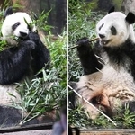 　双子のジャイアントパンダ、雄シャオシャオ（右）と雌レイレイ＝２５日、東京都台東区の上野動物園