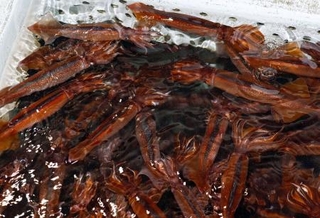 　いけすで泳ぐスルメイカ＝２０２５年６月、北海道函館市