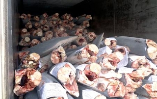 　「道源」が輸出しようとした冷凍アオザメ＝２０２５年