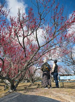 　見頃を迎えた和歌山県みなべ町の「南部梅林」＝３日