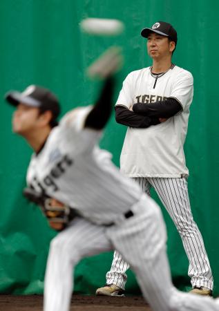 　投球練習を見守る阪神・藤川監督＝宜野座