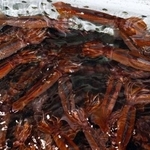 　いけすで泳ぐスルメイカ＝２０２５年６月、北海道函館市