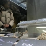 　北京市内の博物館で展示されているレアアース（希土類）が含まれた鉱物＝１月（共同）