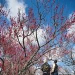 　見頃を迎えた和歌山県みなべ町の「南部梅林」＝３日