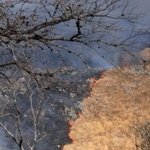 　山口県美祢市の秋吉台国定公園で行われた山焼き＝１４日午前