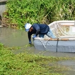 　ナガエツルノゲイトウを除去する作業員＝２０２５年９月、佐賀市