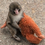 　母親代わりにぬいぐるみ抱くニホンザル「パンチ」（市川市動植物園提供）