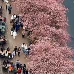 　見頃を迎えた「河津桜」を楽しむ人たち＝２２日午後、静岡県河津町（共同通信社ヘリから）