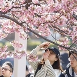 　気温が上がった東京都墨田区で桜の写真を撮る人たち＝２３日午後