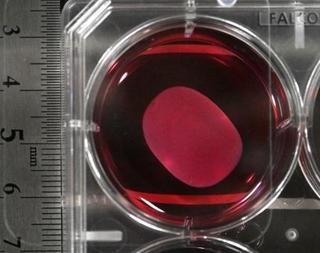 　ｉＰＳ細胞から作製した心筋シート