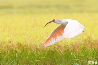 　トキ（環境省提供）