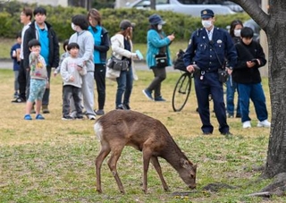 　大阪市都島区の公園に現れたシカ＝２２日