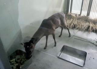 　捕獲され大阪市内の一時保護施設に移送されたシカ＝２５日午後（大阪市健康局提供）