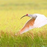 　トキ（環境省提供）