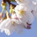 　名古屋市で開花した標本木のソメイヨシノ＝１７日午後