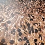 「西大寺会陽」で、投下された宝木を奪い合う男たち＝１５日夜、岡山市東区の西大寺観音院