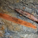 　甘樫丘遺跡群から出土した木簡（明日香村教育委員会提供）