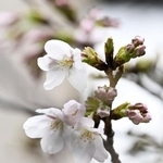 　開花した東京・靖国神社にある標本木のソメイヨシノ＝１９日午後