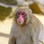 　サルの人気ナンバーワンを決める「選抜総選挙」で優勝した「ダブリュ」＝大分市（高崎山自然動物園提供）