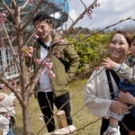 　フラワーパーク「とっとり花回廊」で咲き始めた早咲きの桜「春めき」を見る家族連れ＝２０日、鳥取県南部町
